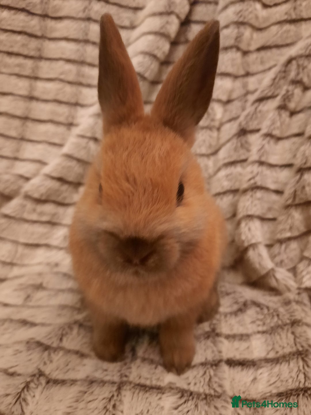 Netherland Dwarf rabbits for sale: Seven Litters Of Netherland Dwarf Babies - Image 2