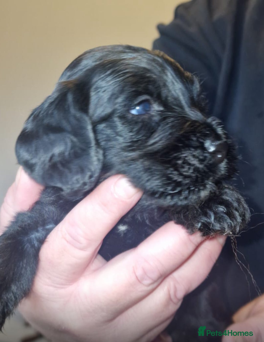 Cockapoo dogs for sale: 8 gorgeous Cockapoos  - Image 32