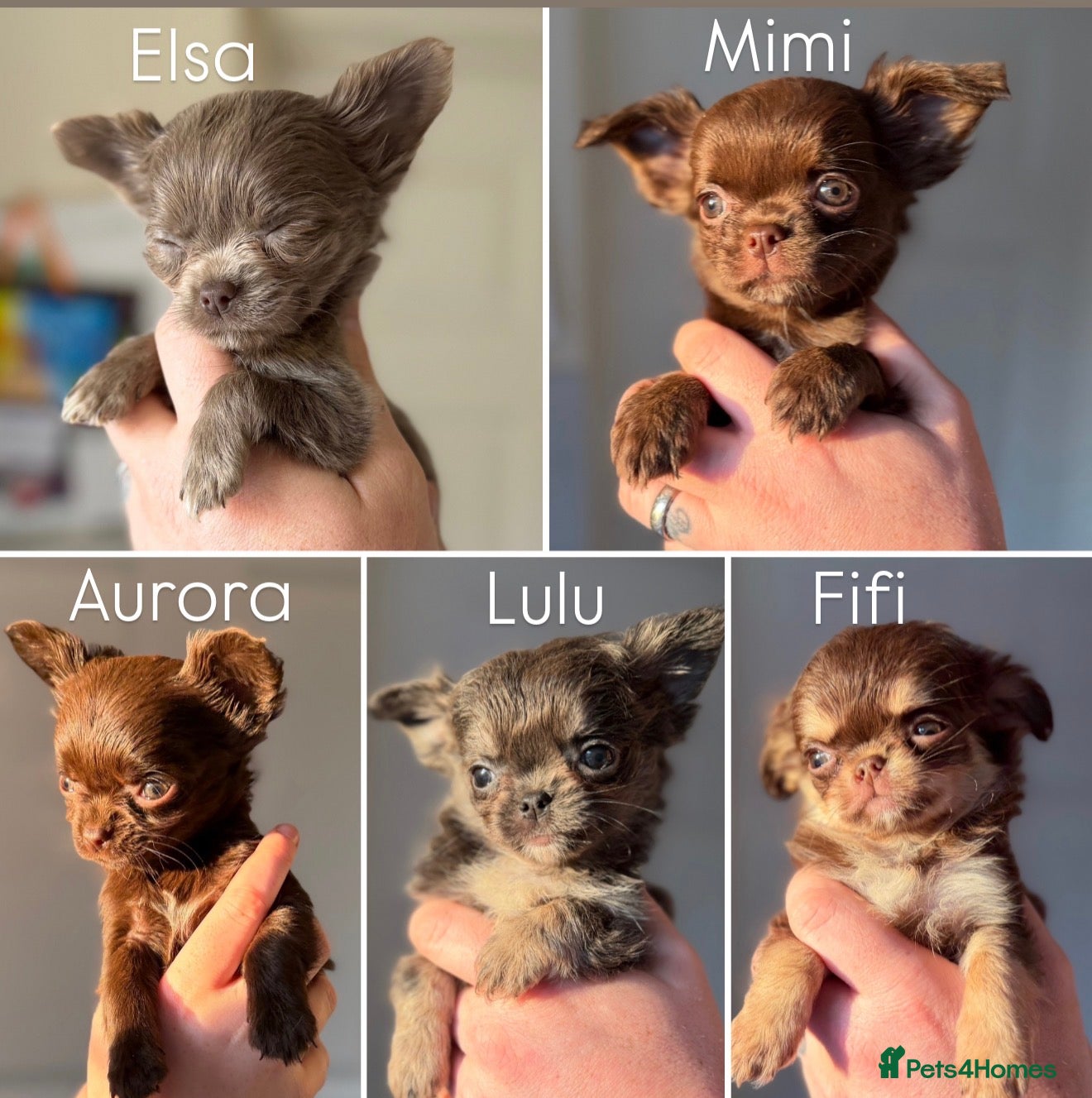 Chihuahua dogs Two Beautiful Longhaired Chihuahua Girls - Advert 11