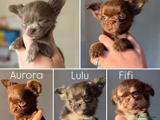 Chihuahua dogs Two Beautiful Longhaired Chihuahua Girls - Advert 11