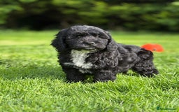 Cavapoo dogs for sale: Beautiful cavapoochon puppies - Image 7