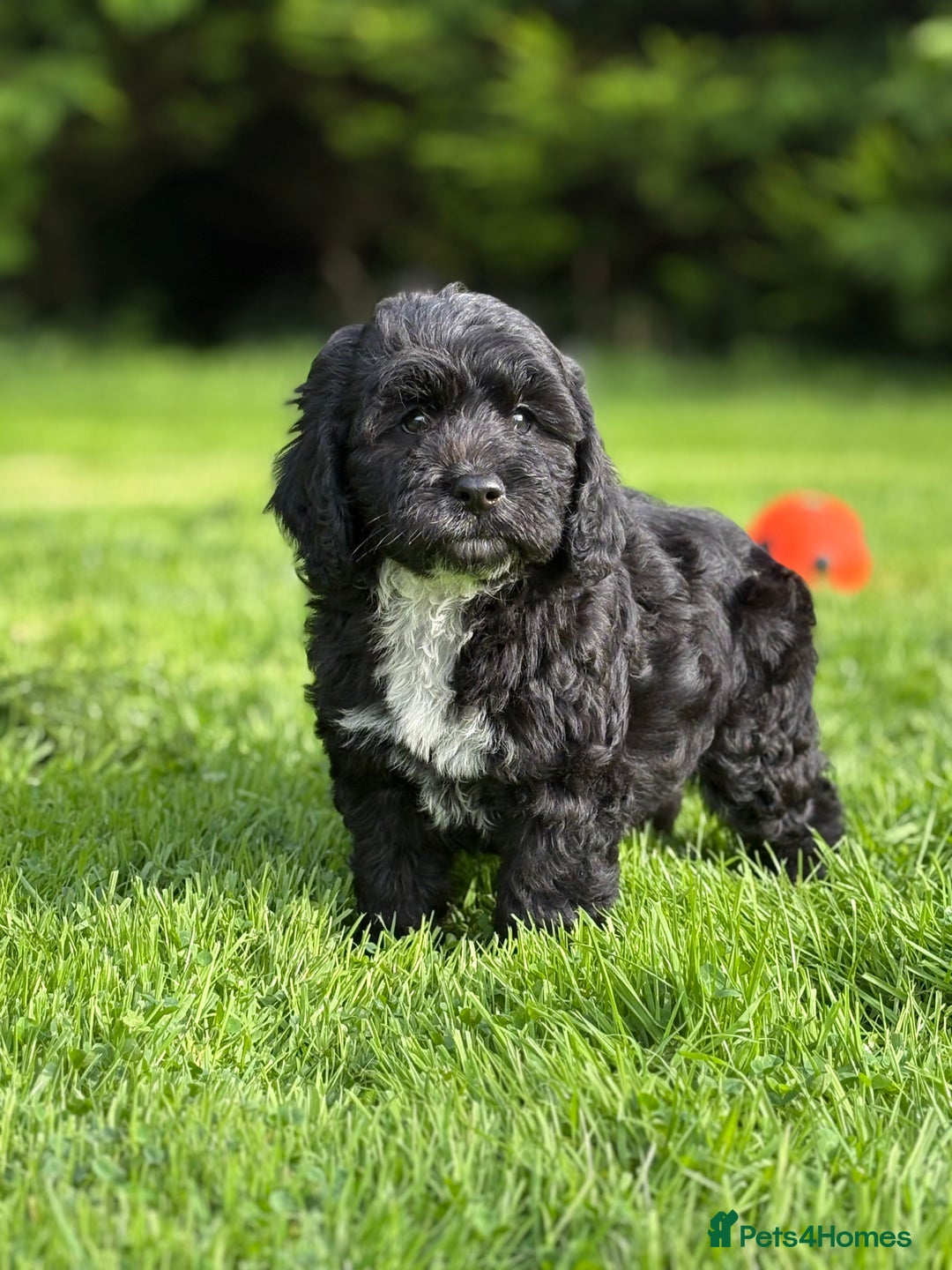 Cavapoo dogs for sale: Beautiful cavapoochon puppies - Image 7