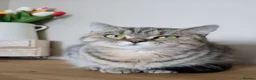 British Shorthair cats for sale: Stunning Active female - Advert 15