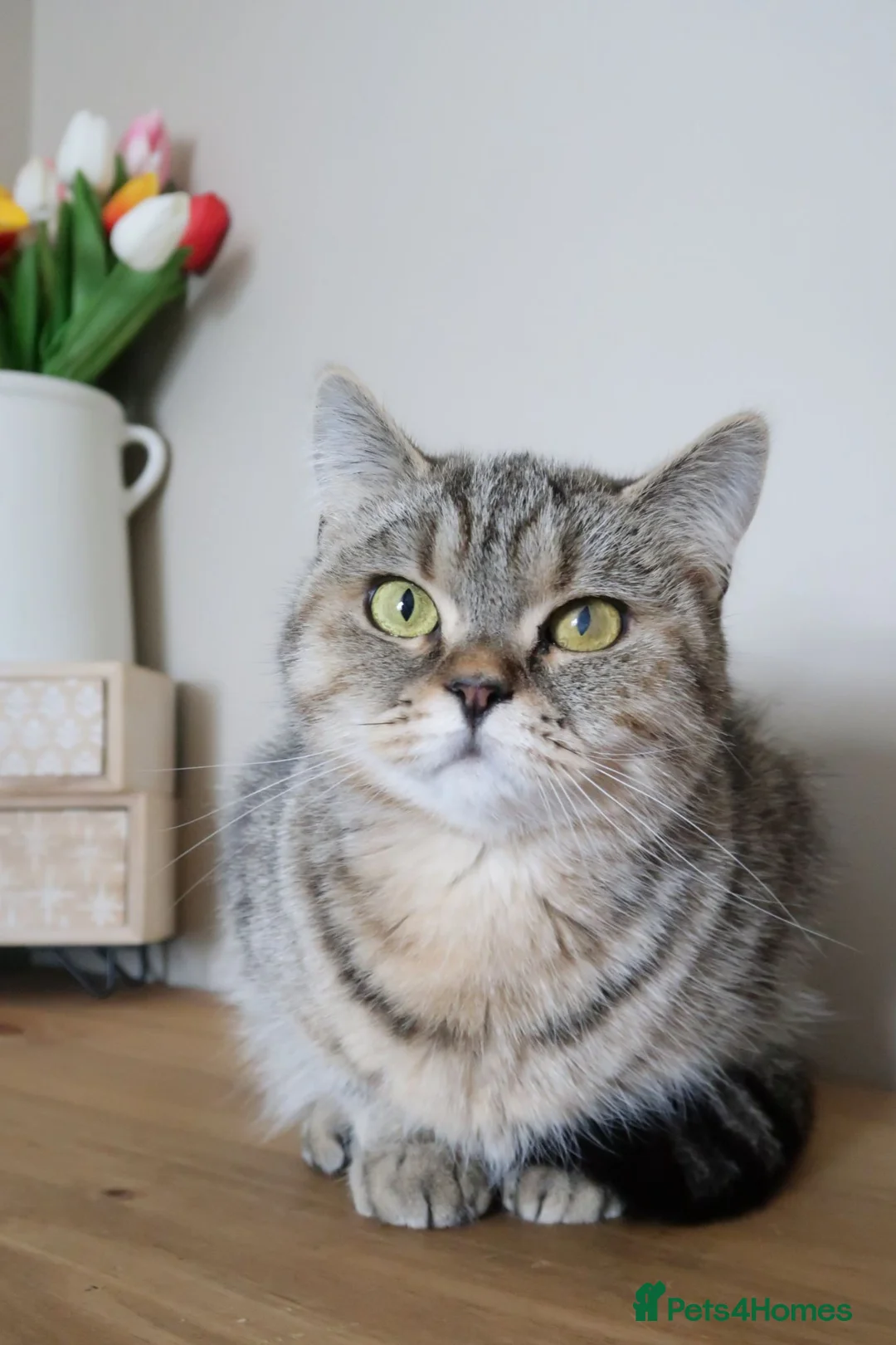 British Shorthair cats for sale: Stunning Active female - Advert 15