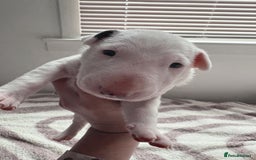 English Bull Terrier dogs for sale: Adorable English Bull Terrier Puppies - Image 8