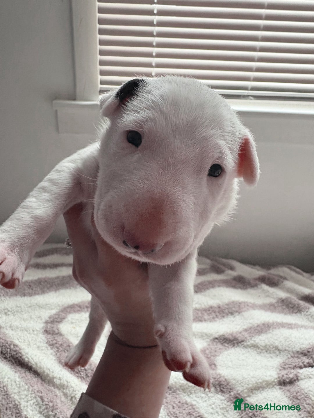 English Bull Terrier dogs for sale: Adorable English Bull Terrier Puppies - Image 8