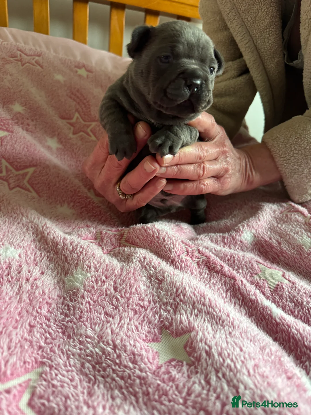 French Bulldog dogs for sale: French Bulldog Puppies – Loving Family Homes Only - Advert 7