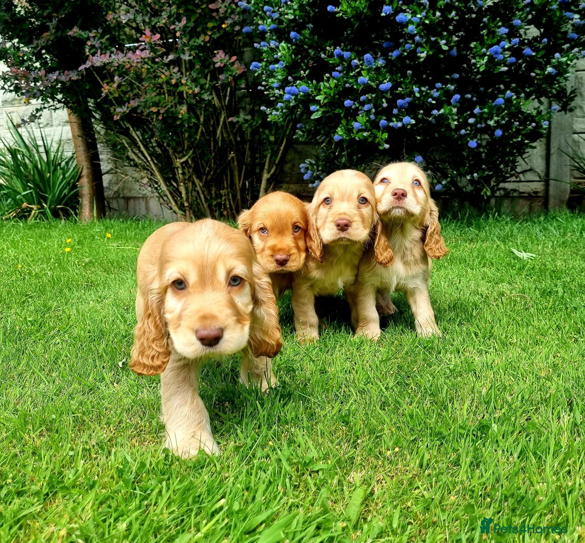 Sprocker dogs Stunning Sprocker Spaniel puppies  - Advert 1