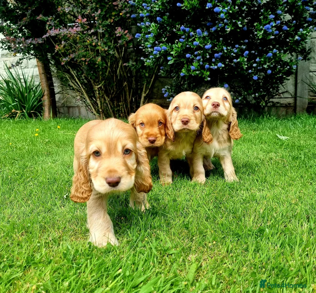 Sprocker dogs for sale: Stunning Sprocker Spaniel puppies  in Mansfield - Advert 1