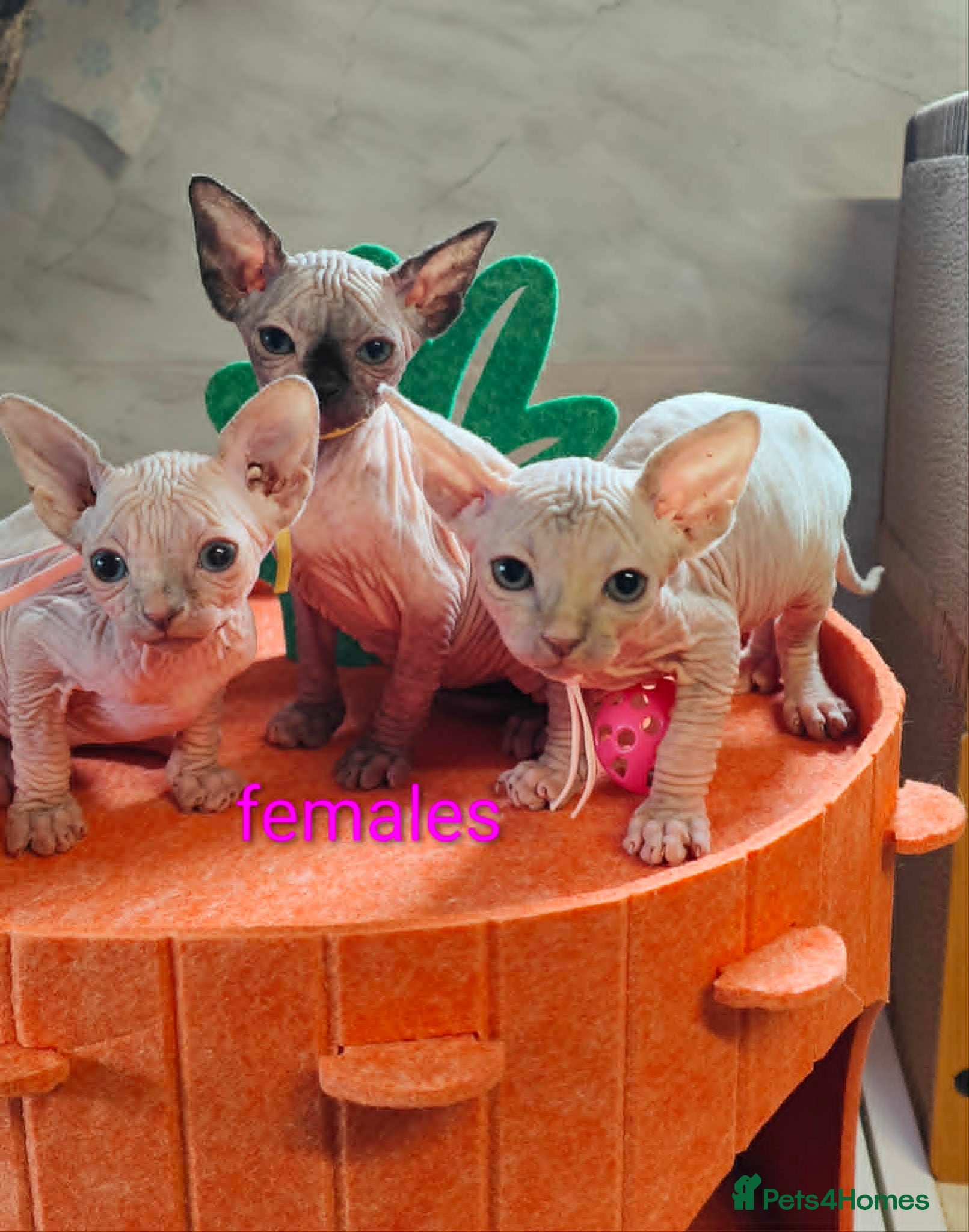 Sphynx cats Canadian Sphynx Tica registered,Blue eyes. - Advert 10