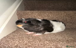 Guinea Pig rodents for sale: Female guinea pig pair (must stay together) - Image 12