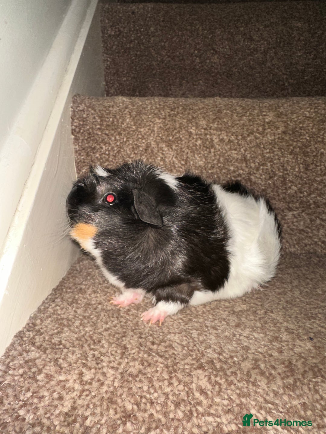 Guinea Pig rodents for sale: Female guinea pig pair (must stay together) - Image 12