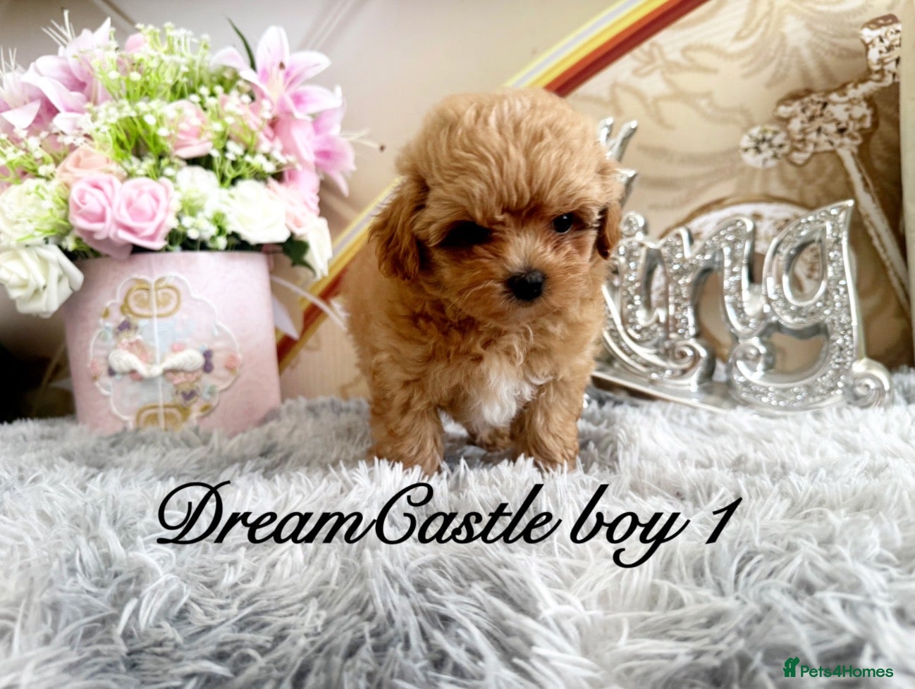 Maltipoo dogs Tiny maltipoo puppies Asian poodle dad  - Advert 2