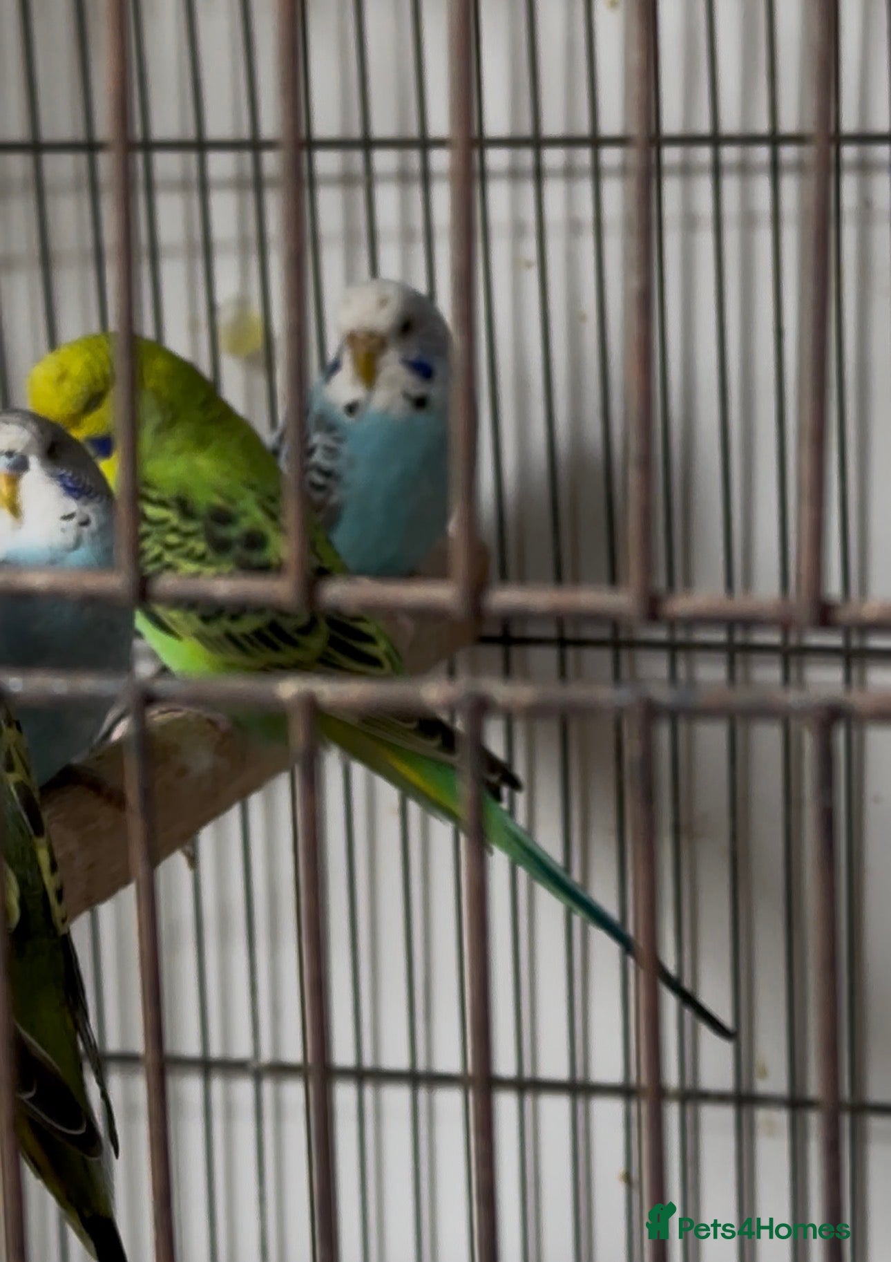 Budgerigars birds Budgies for sale - Advert 1