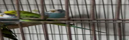 Budgerigars birds for sale: Budgies for sale in Boston - Advert 1