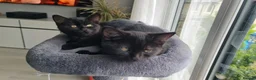 British Shorthair cats for sale: British Shorthair Cross Kittens for Sale - Advert 4