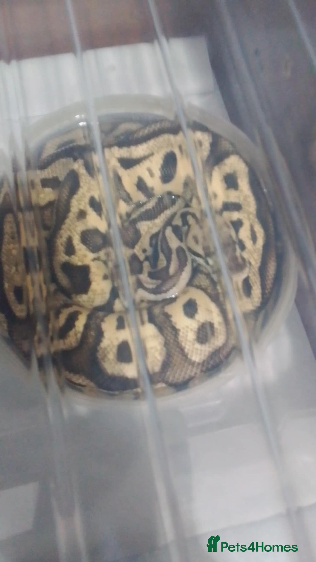 Python Snake reptiles for sale: Ball pythons for sale  - Advert 17