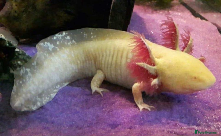 Axolotl reptiles - Advert 2