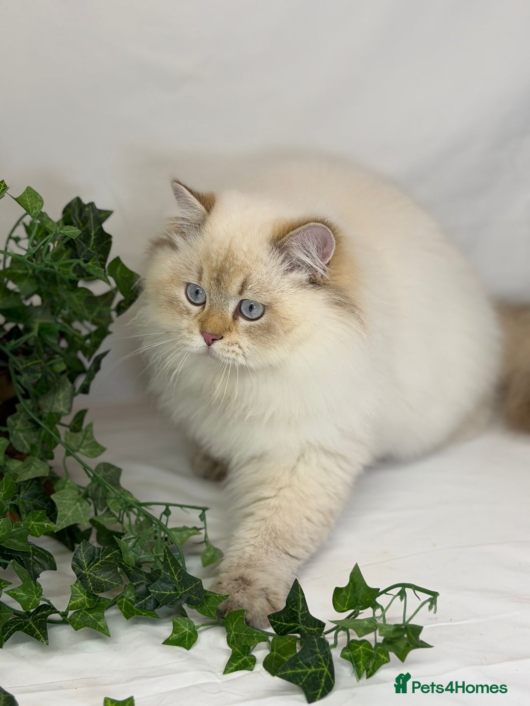 British Longhair cats for sale: Adorable British LH boy TICA  - Advert 3