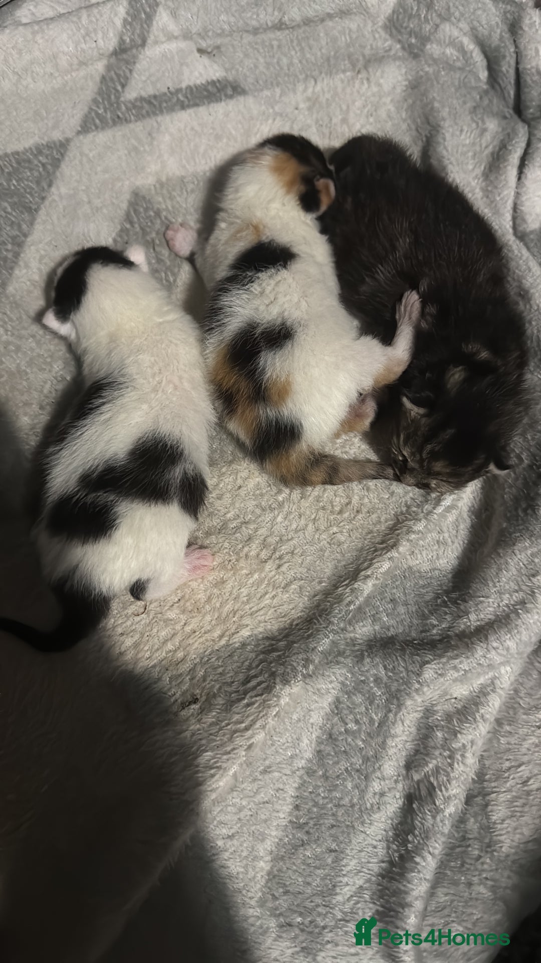 Mixed Breed cats for sale: Kittens - Advert 4