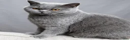 British Shorthair cats for sale: Our beautiful Tilly ❤️ - Advert 2