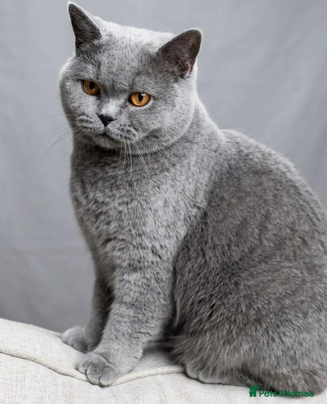 British Shorthair cats for sale: Our beautiful Tilly ❤️ - Advert 2