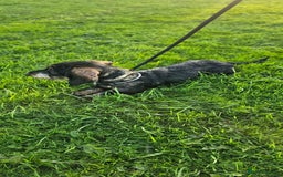 Dachshund dogs for sale: Ozzy (teckel)  - Image 2