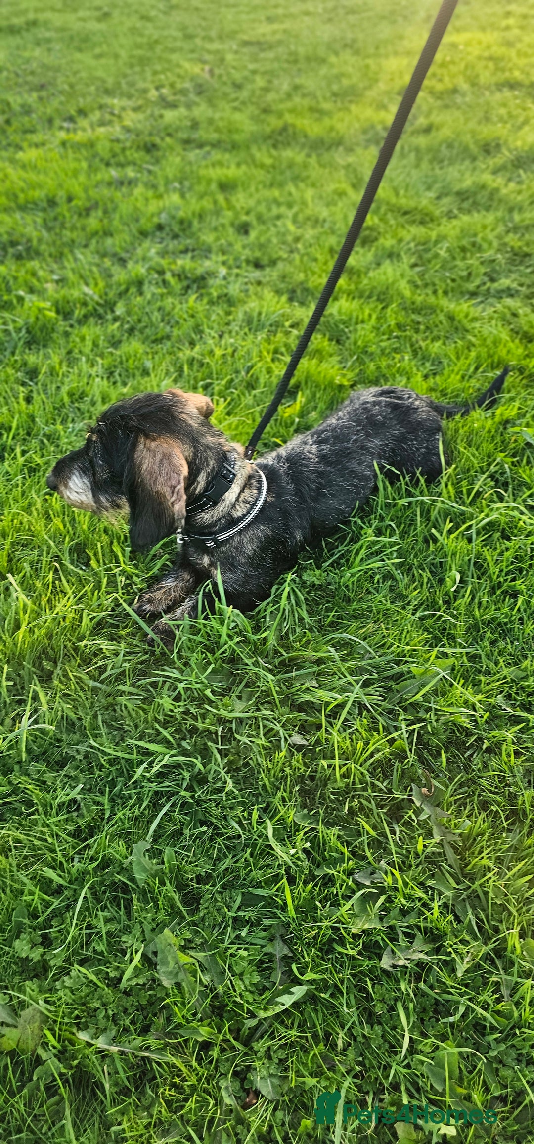 Dachshund dogs for sale: Ozzy (teckel)  - Image 2