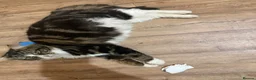 Mixed Breed cats for sale: ✨Beautiful cats✨ in Rotherham - Advert 1