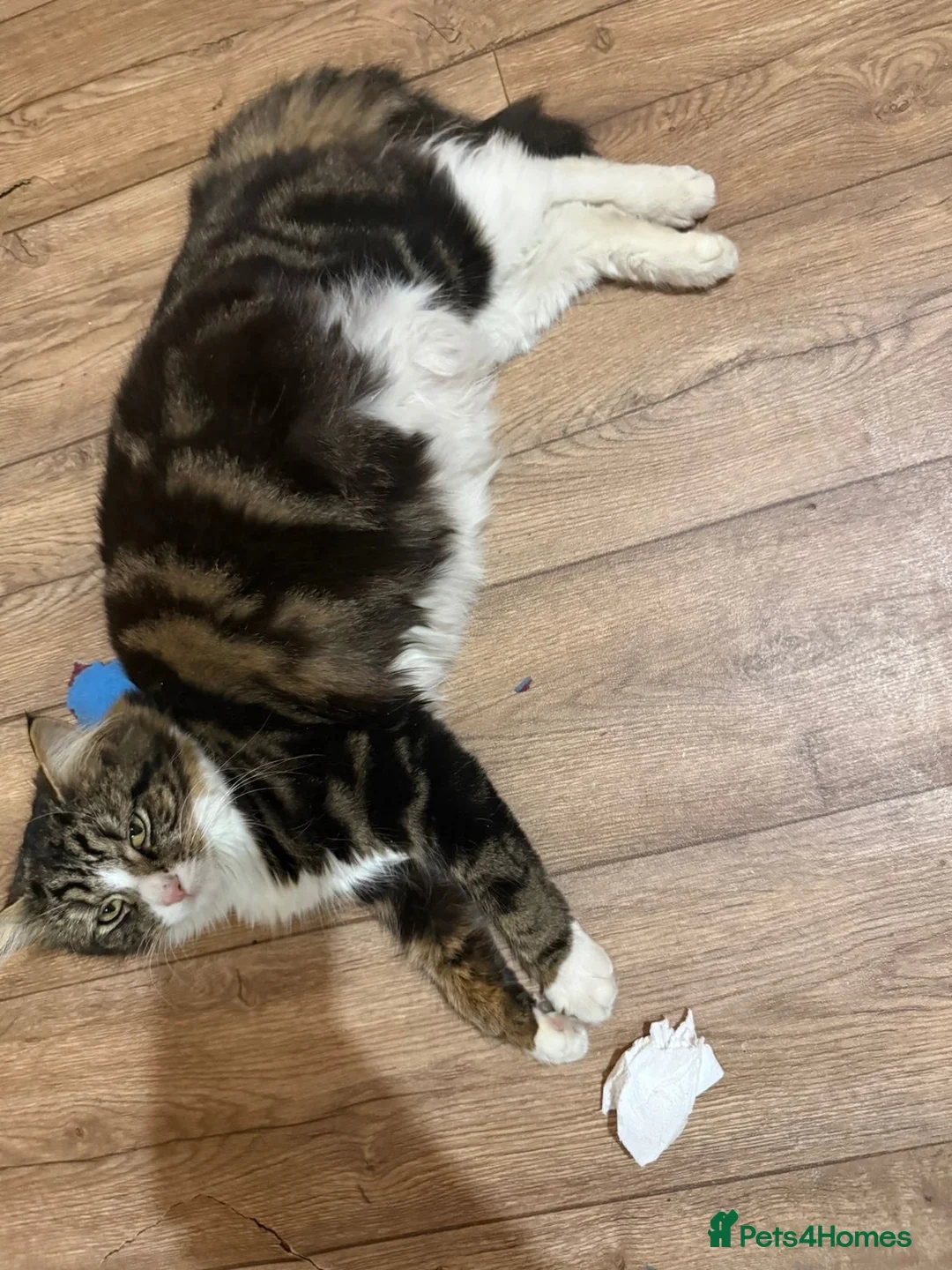 Mixed Breed cats for sale: ✨Beautiful cats✨ in Rotherham - Advert 1
