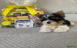 Yorkshire Terrier dogs for sale: Beautiful very small xxxs Biewer Yorkshire Terrier - Image 6