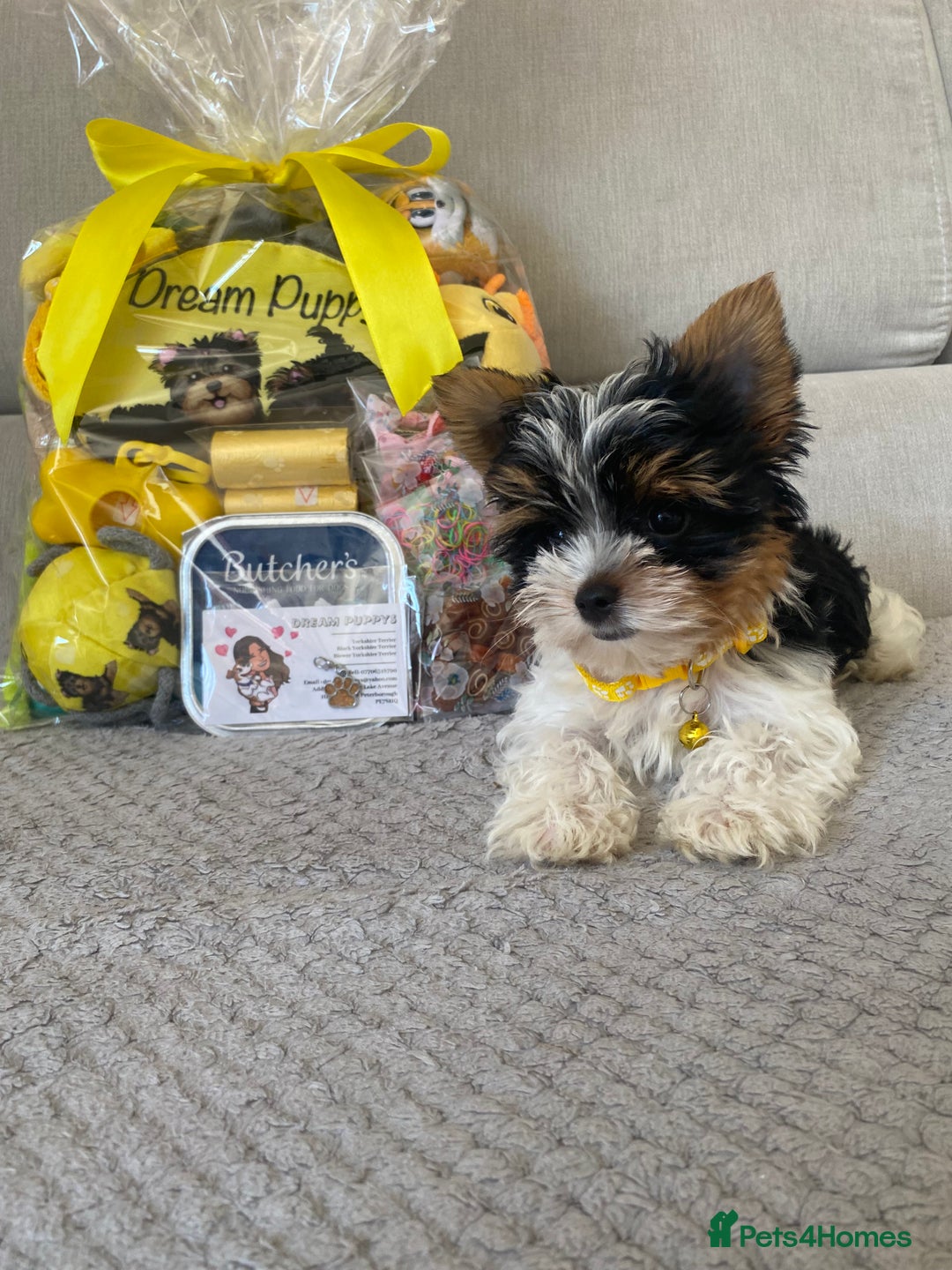 Yorkshire Terrier dogs for sale: Beautiful very small xxxs Biewer Yorkshire Terrier - Image 6