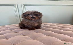 Miniature Poodle dogs for sale: 🐩 Adorable Miniature Poodles 🐾 - Image 1