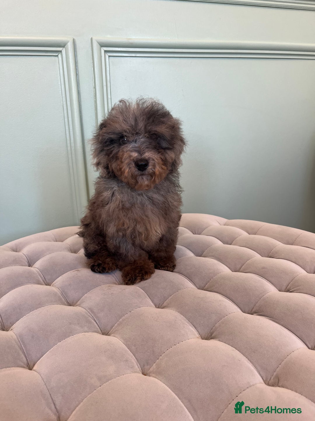 Miniature Poodle dogs for sale: 🐩 Adorable Miniature Poodles 🐾 - Image 1
