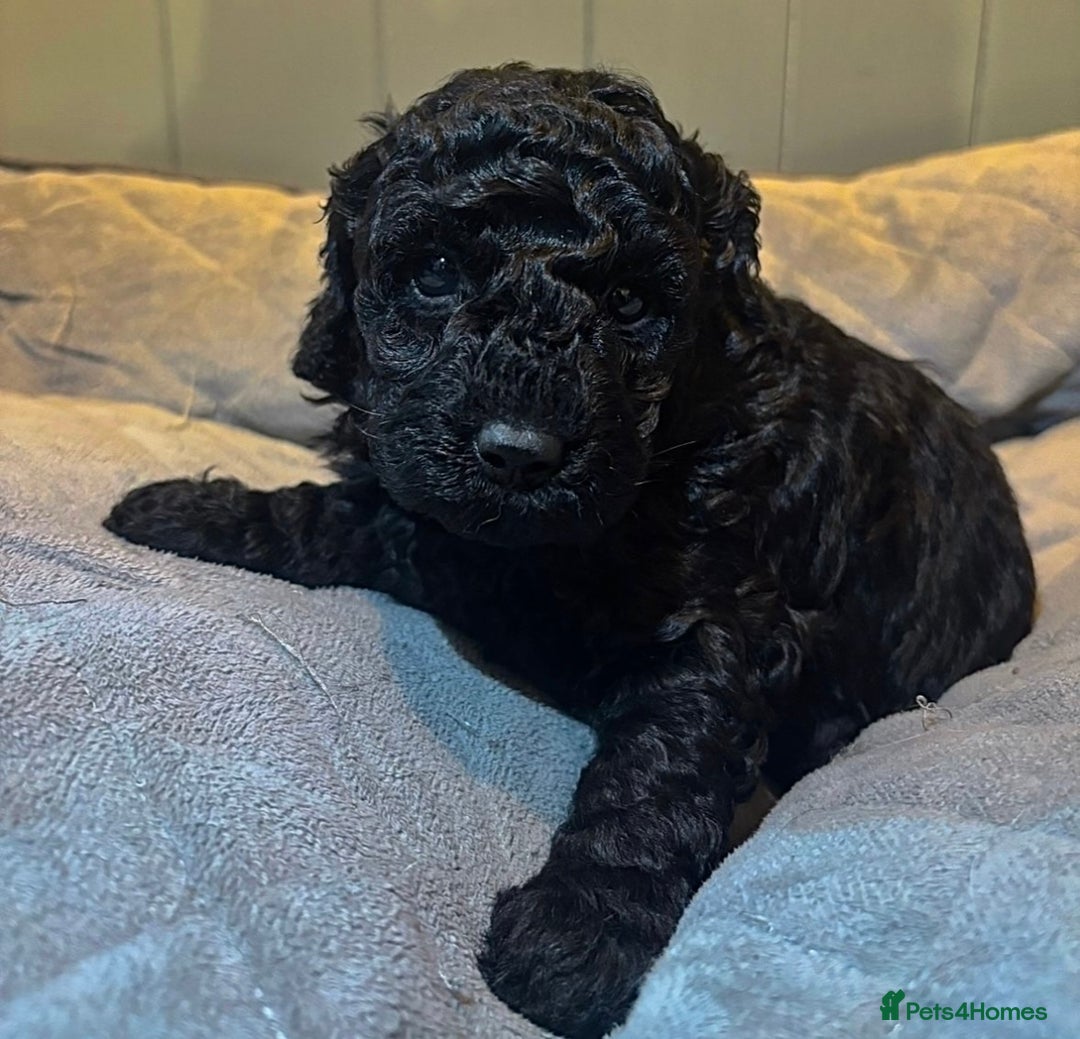 Cockapoo dogs for sale: Our gorgeous F1B Cockapoo’s  - Image 3