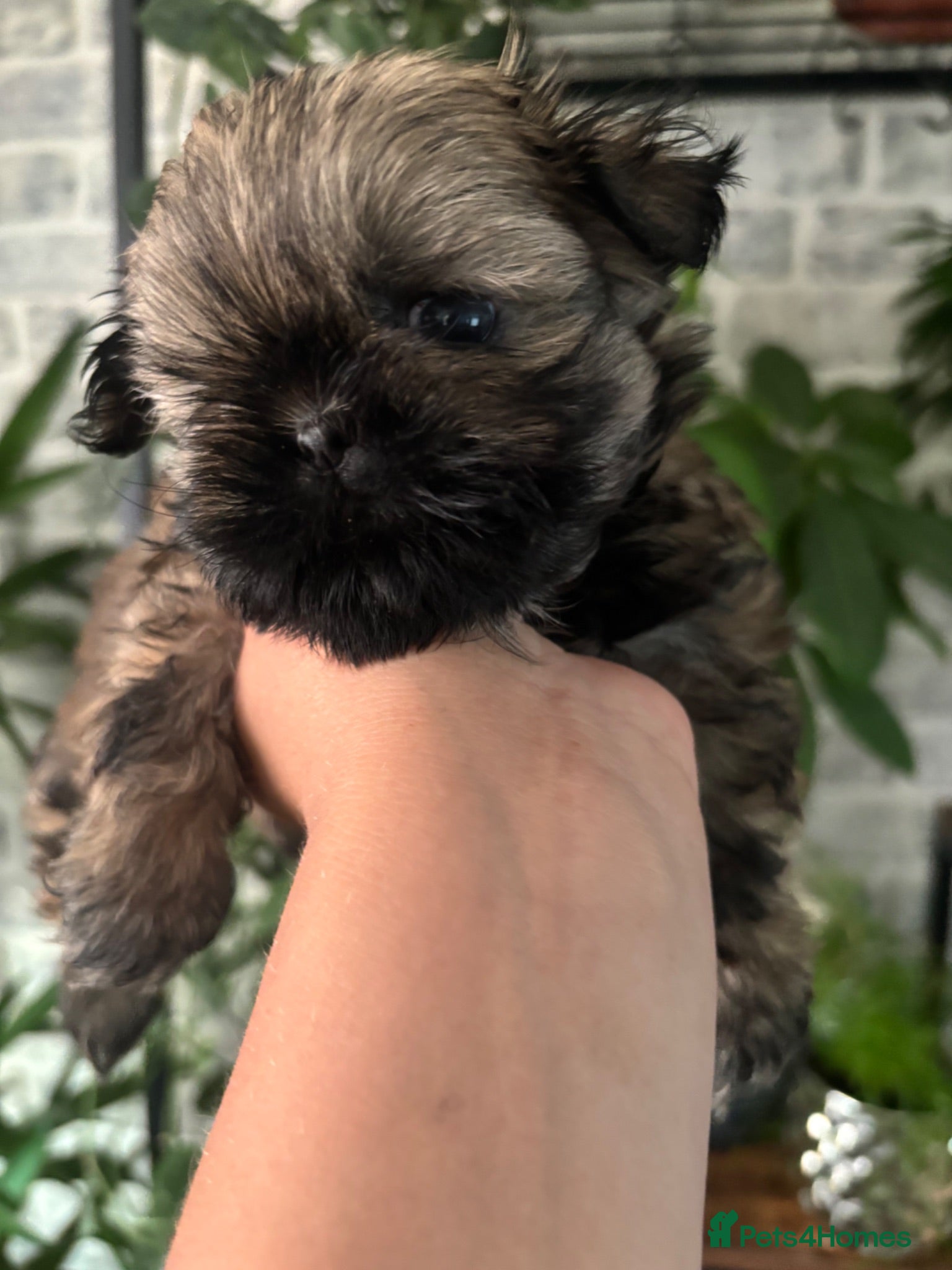 Shih Tzu dogs Imperial Shih Tzu girl  - Advert 5