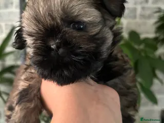Shih Tzu dogs Imperial Shih Tzu girl - Advert 5