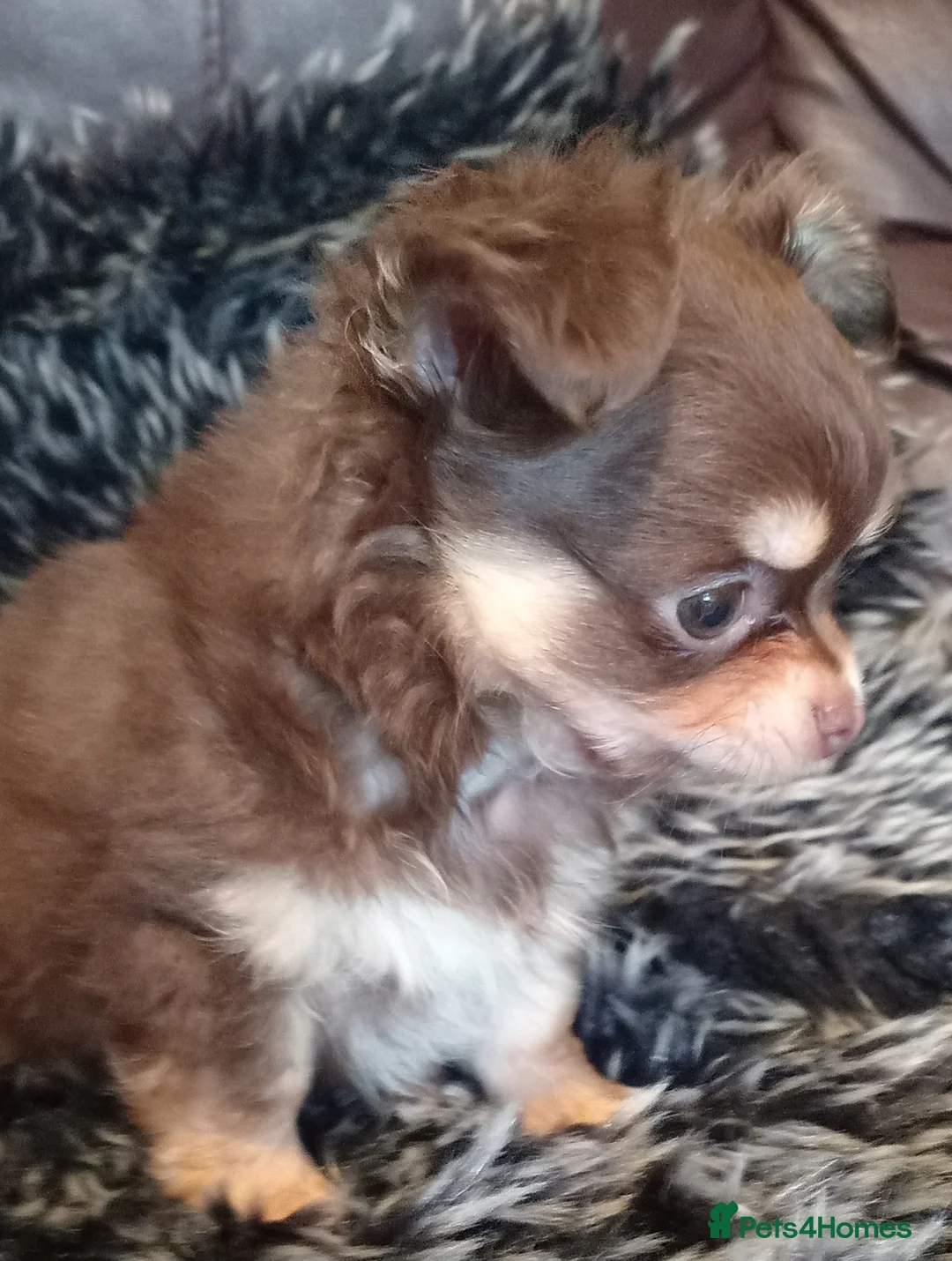 Chihuahua dogs for sale: Chihuahua long coat puppies in Peterborough - Advert 25