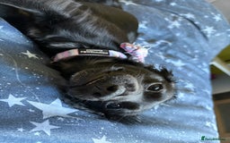 Mixed Breed dogs for sale: 1 year old female working cocker X terrier - Image 5