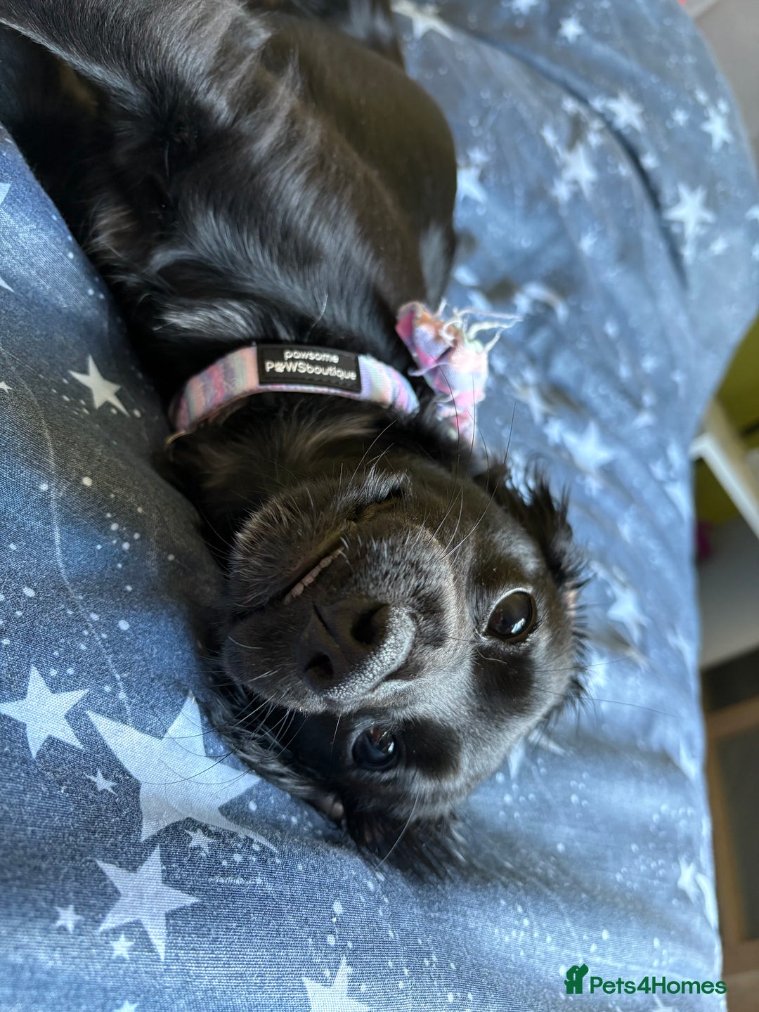 Mixed Breed dogs for sale: 1 year old female working cocker X terrier - Image 5