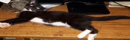 Mixed Breed cats for sale: Maine coon x Felix kittens  - Advert 6