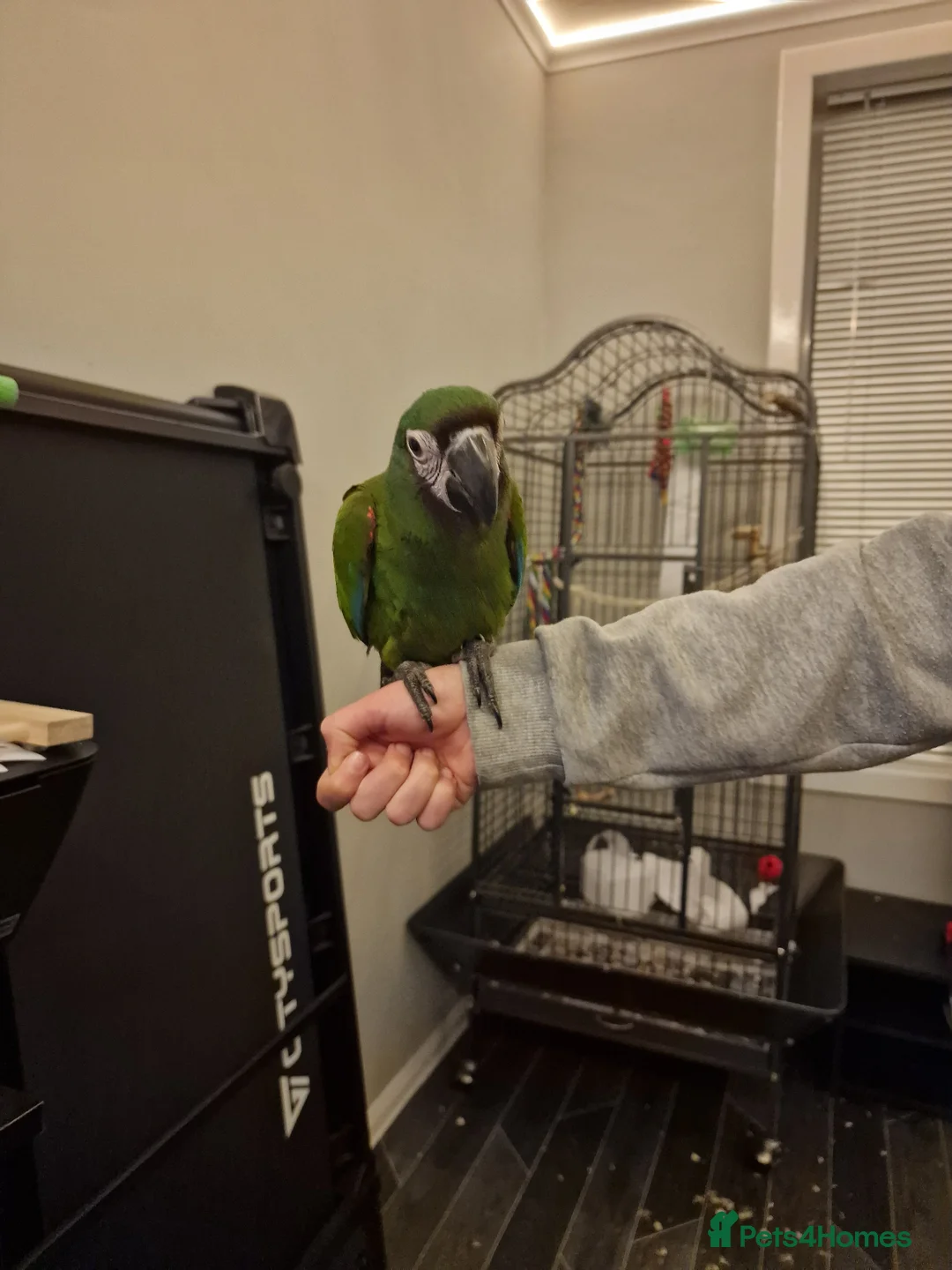 Parrots birds for sale: 1.5year old male Severe Macaw in Livingston - Advert 6