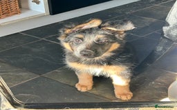 German Shepherd dogs for sale: Pure breed German Shepherd puppies  - Image 8