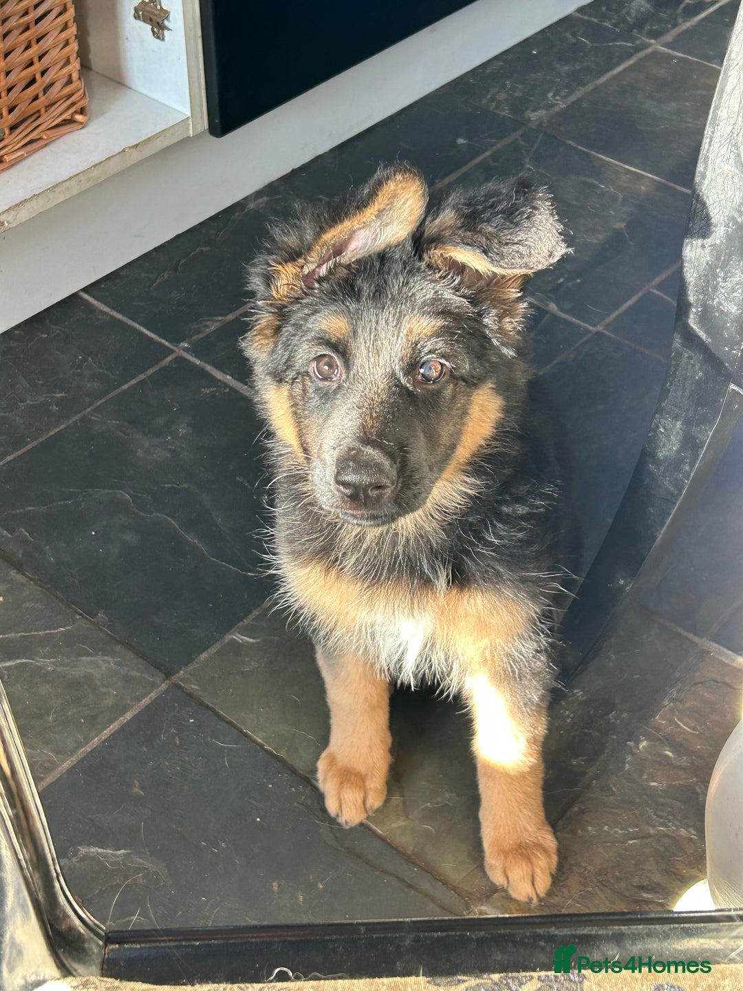 German Shepherd dogs for sale: Pure breed German Shepherd puppies  - Image 8