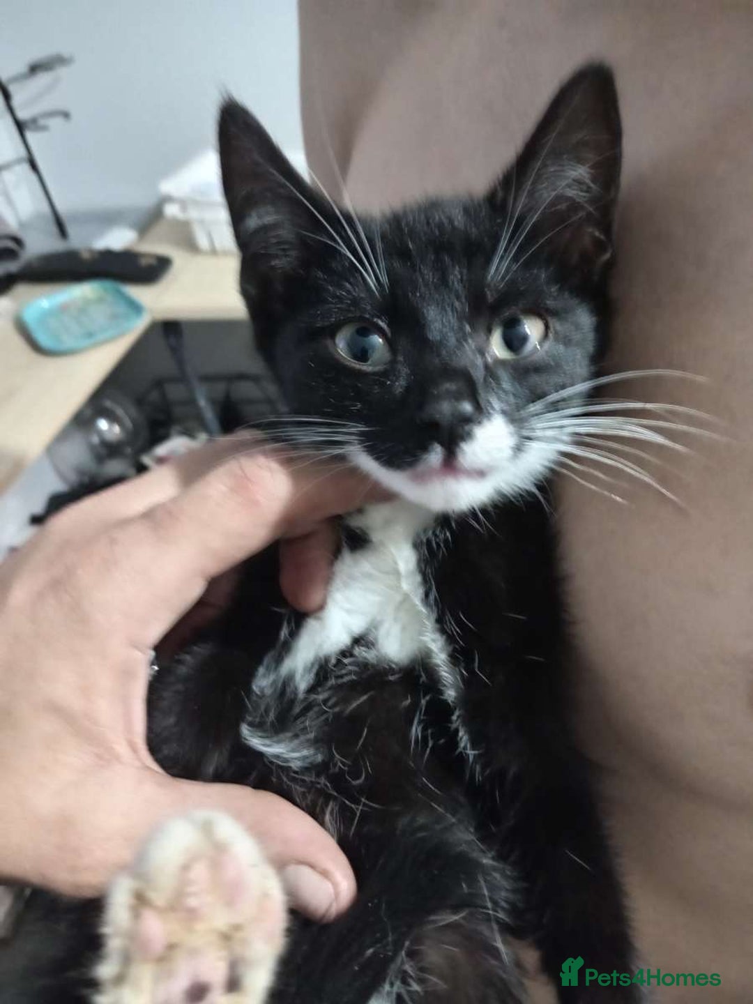 Domestic Shorthair cats for sale: Two kittens  - Image 2