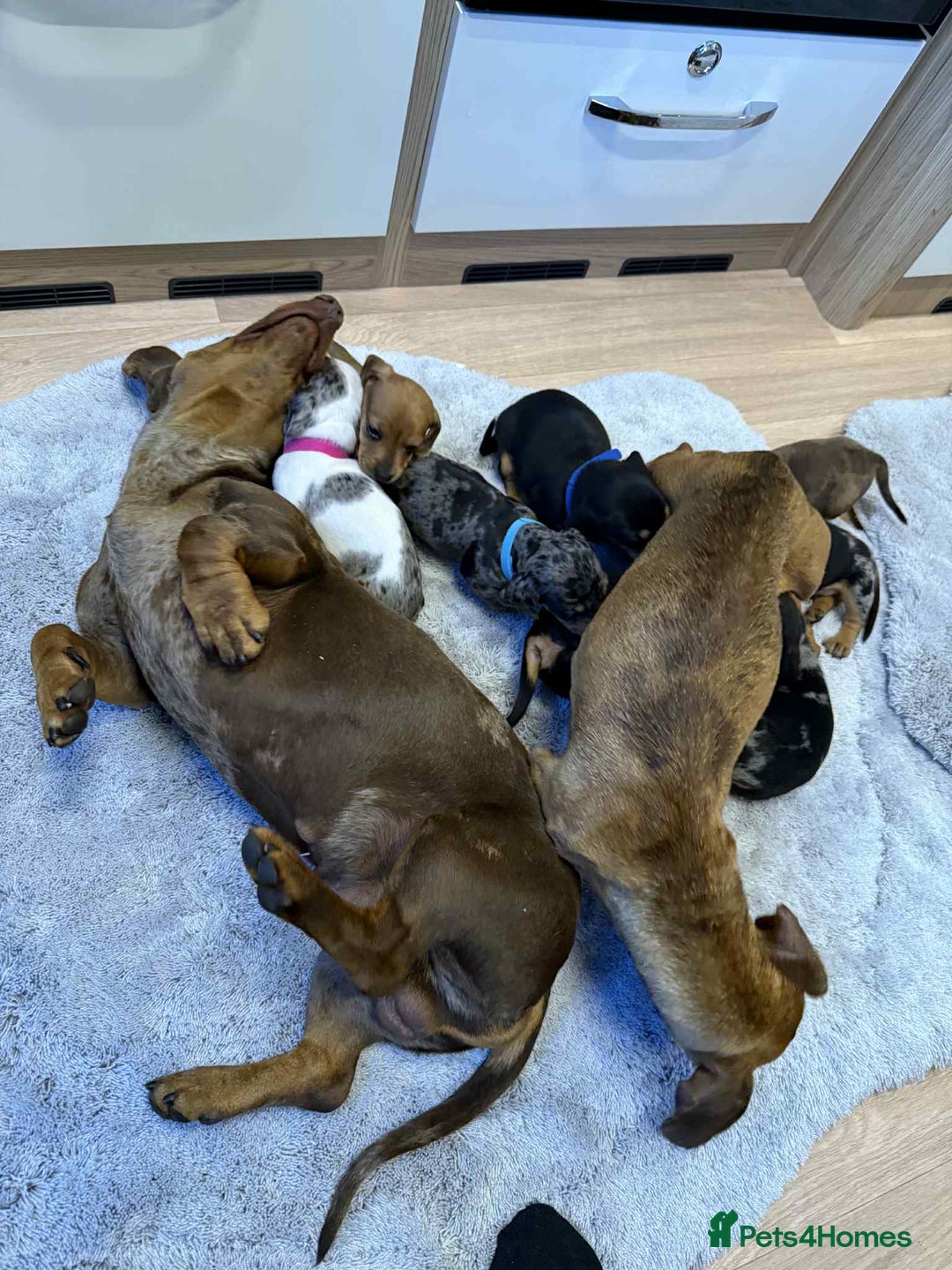 Dachshund dogs for sale: Adorable dachshund puppies ready for loving homes - Image 18