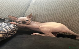 Sphynx cats for sale: 5 Playful & Affectionate Sphynx Kittens - Image 11