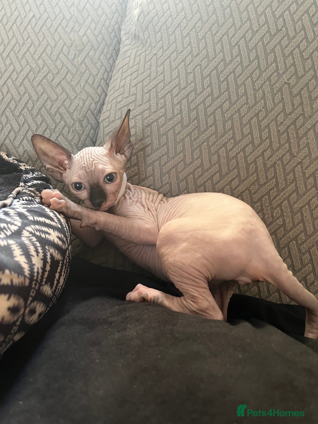 Sphynx cats for sale: 5 Playful & Affectionate Sphynx Kittens - Image 11