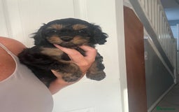 Cavapoo dogs for sale: Tiny Cavapoo - Image 5