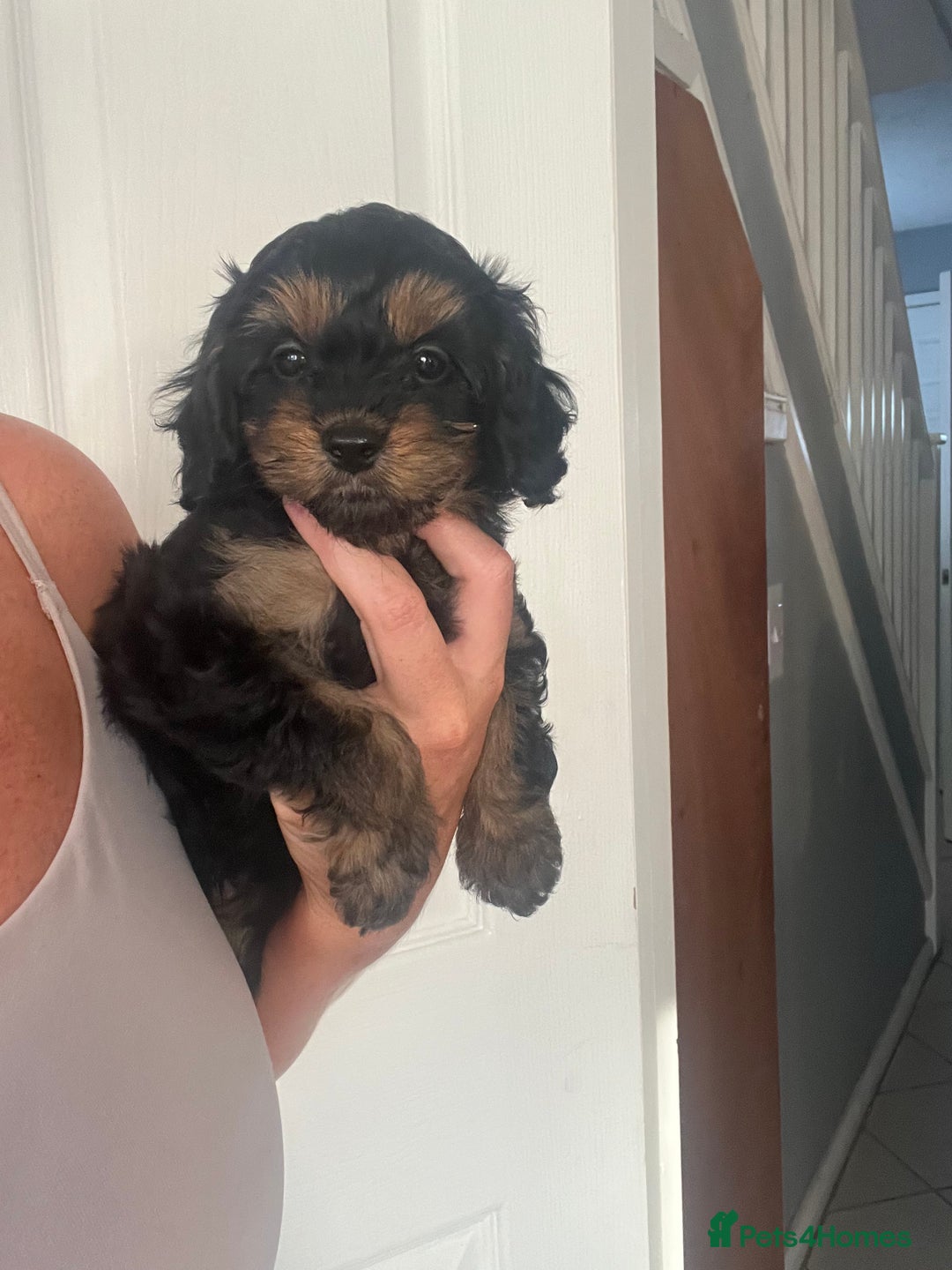 Cavapoo dogs for sale: Tiny Cavapoo - Image 5
